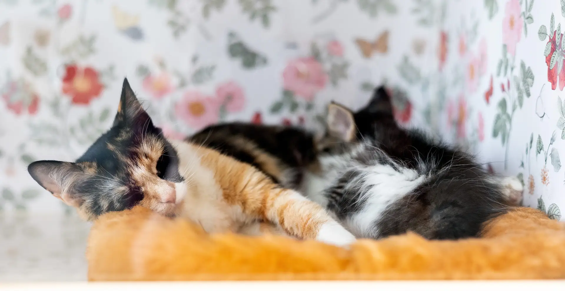 Mama cat with kittens