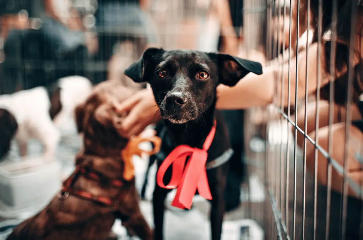 dog in shelter