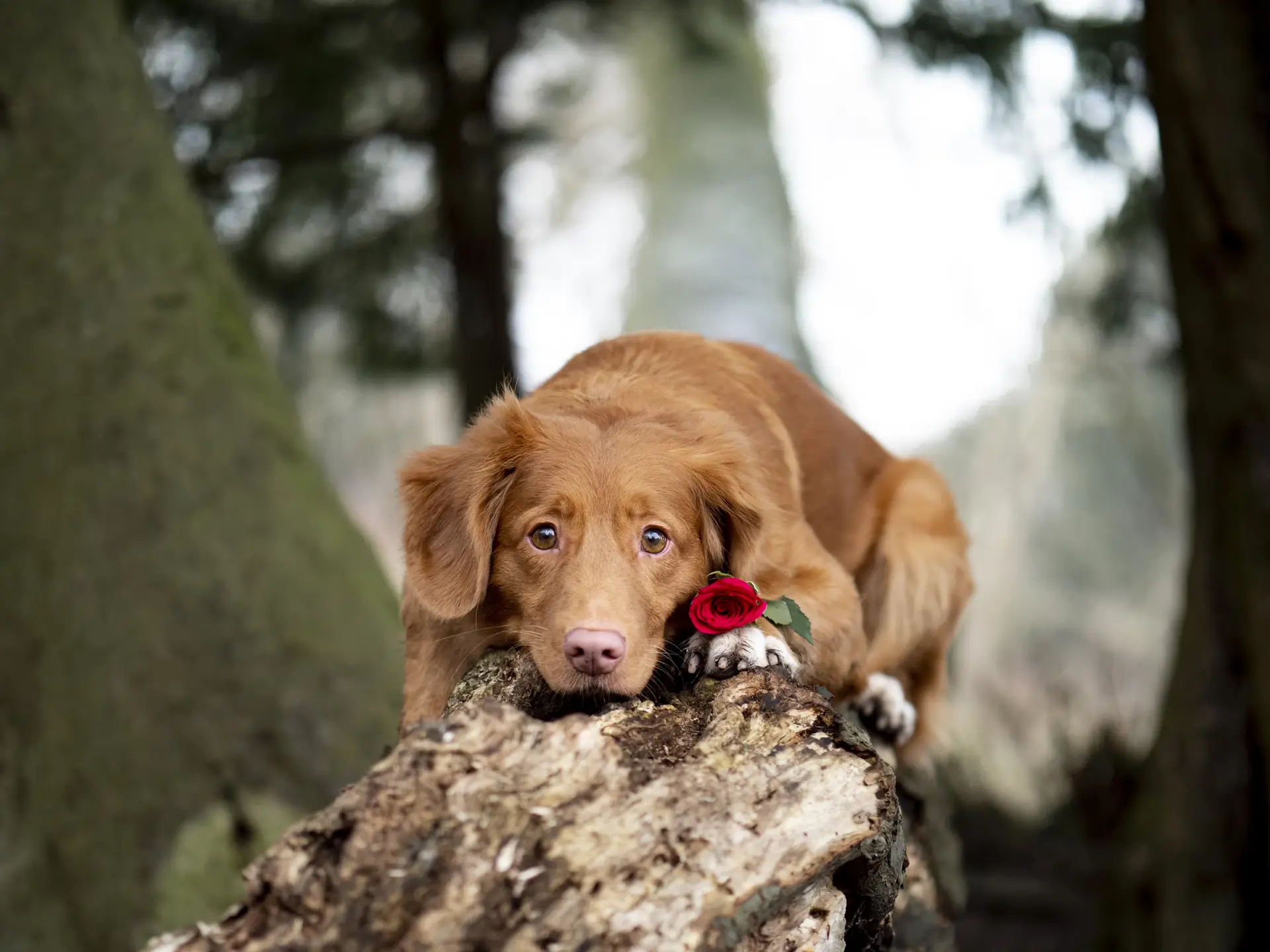 puppy in forest with a rose