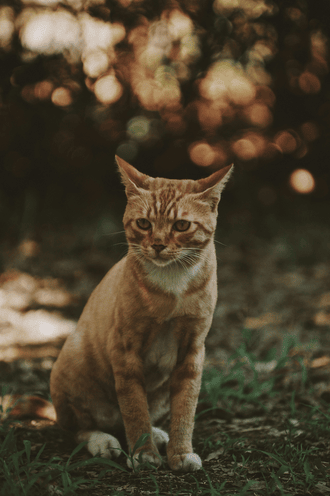 cat in forest