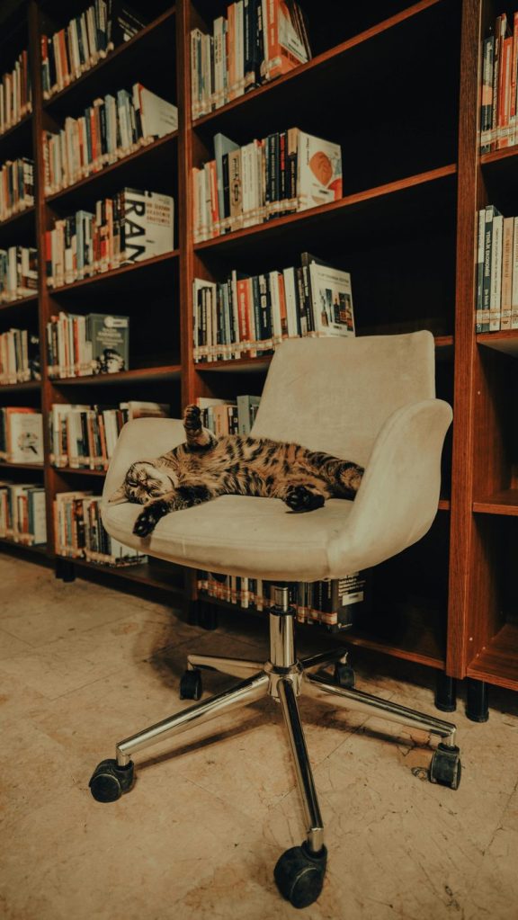 cat in library